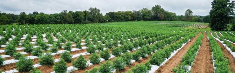 Cannabis medicinal: Antes huían del Ejército, ahora buscan el cultivo a gran escala