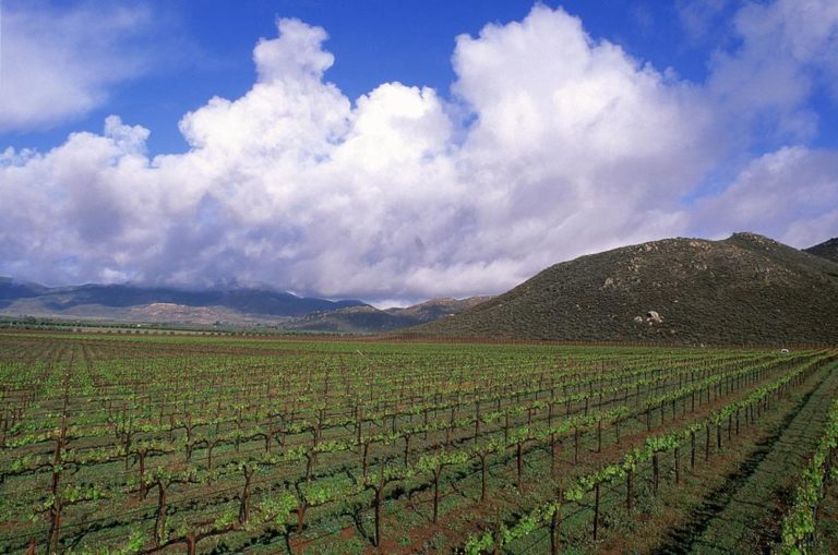 Vitivinicultores, enólogos, chefs y comunidad piden rescatar El Valle de Guadalupe