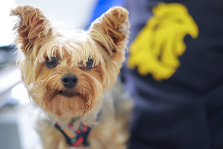 Campaña gratuita de vacunación antirrábica en la UAA 