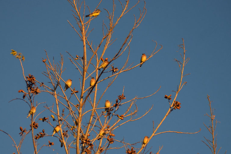 Exceso de iluminación afecta migración de aves