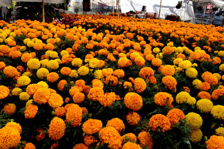 Lo que debes saber sobre el tianguis de los muertitos 2022 en Aguascalientes