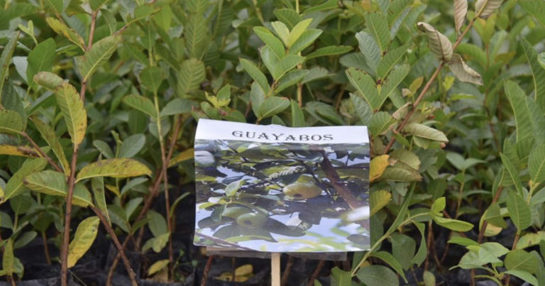 Dona el municipio de Jesús María 16 mil plantas