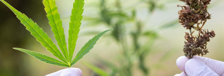 ¿Cuáles son los beneficios médicos de la cannabis?