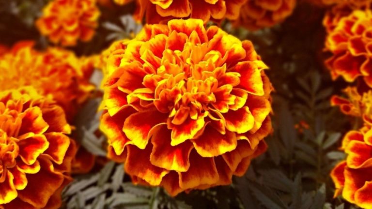 ¿Cómo reconocer las variantes mexicanas de cempasúchil?