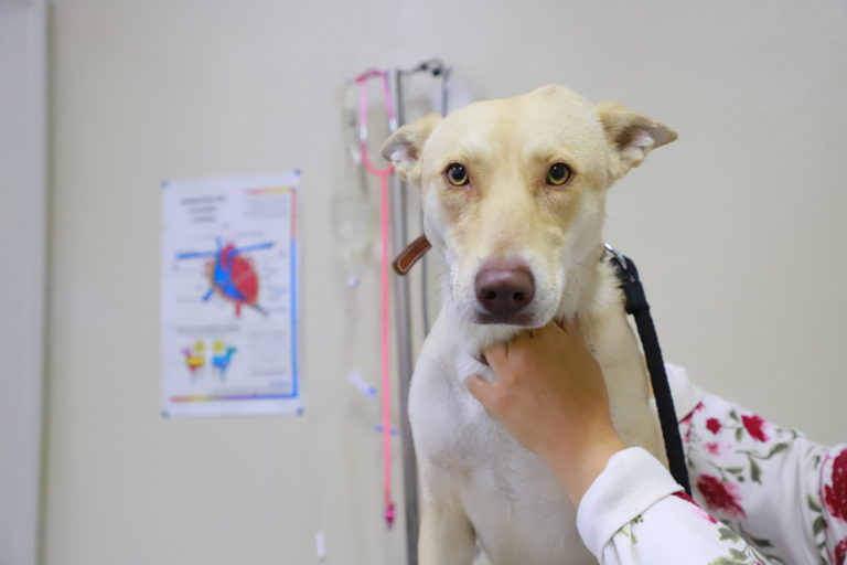 Continúa la campaña de vacunación antirrábica de la UAA