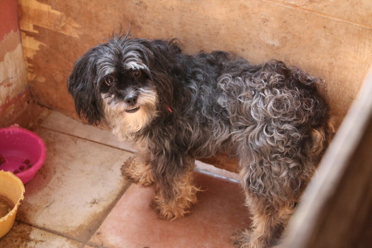 Hay 12 permisos para venta de animales en tianguis y mercados en Aguascalientes