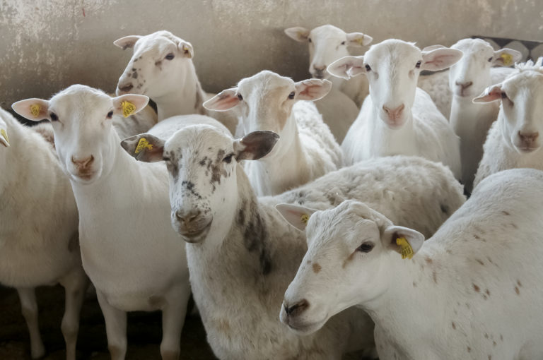 Inician campaña para proteger de enfermedades a ganado ovino