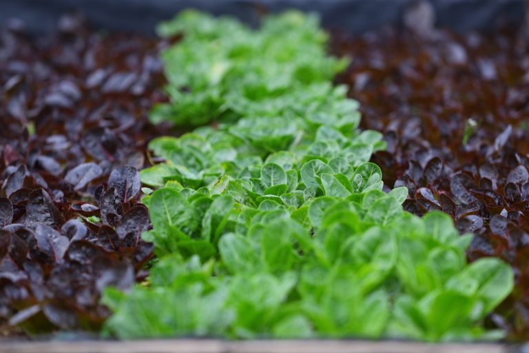 SEDRAE continúa con el programa Apoyos Diversos para el Sector Agropecuario