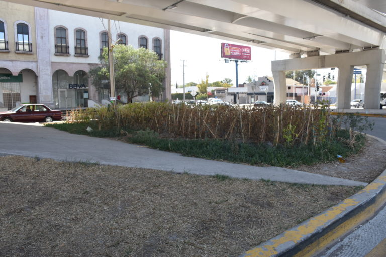 Estrés hídrico/ Imágenes de Aguascalientes 