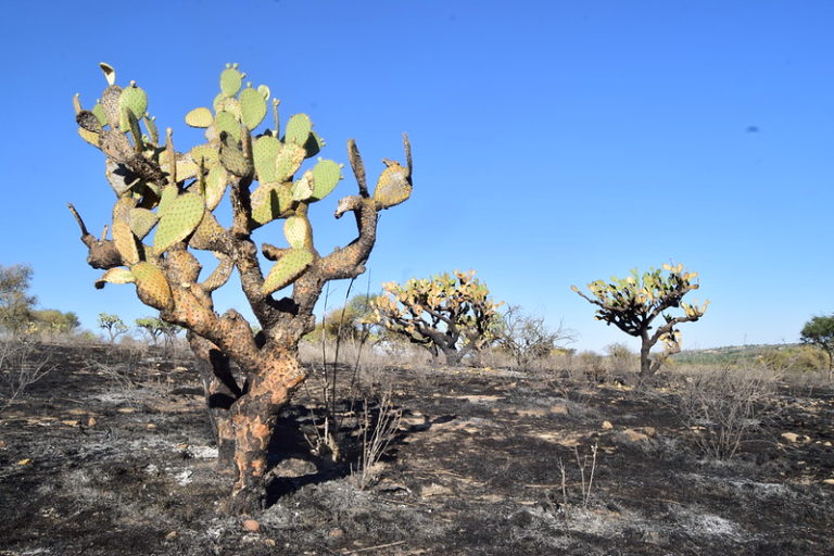 Instalarán torre de vigilancia en Bosque de Cobos en Aguascalientes