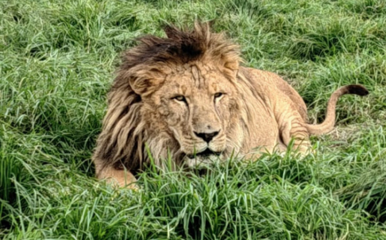 Leones asegurados están en perfectas condiciones de salud