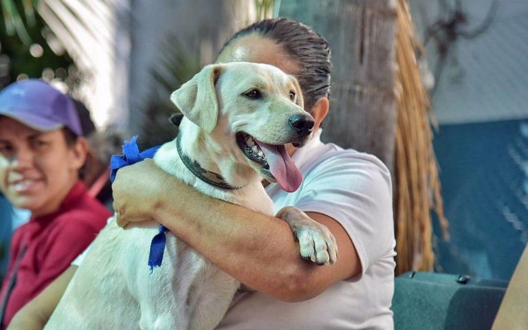 Mascotas podrán acceder a consultas veterinarias gratuitas este domingo en Vía Ags