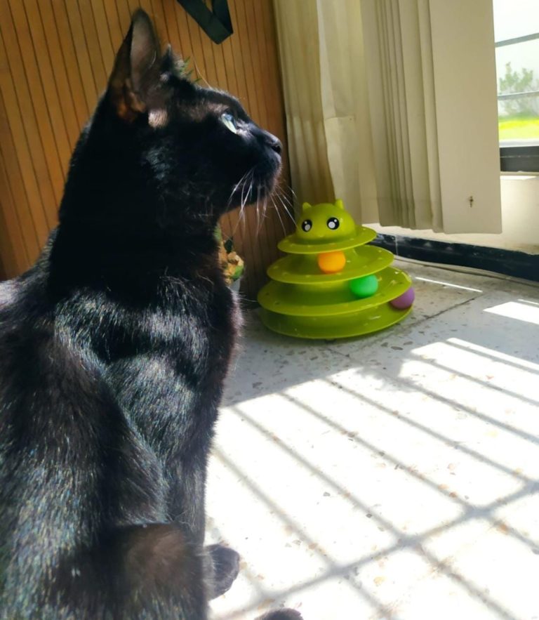 Promueve Municipio de Aguascalientes  cuidado responsable de mascotas 