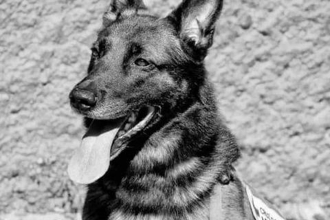 Proteo será inmortalizado en Turquía con un monumento 