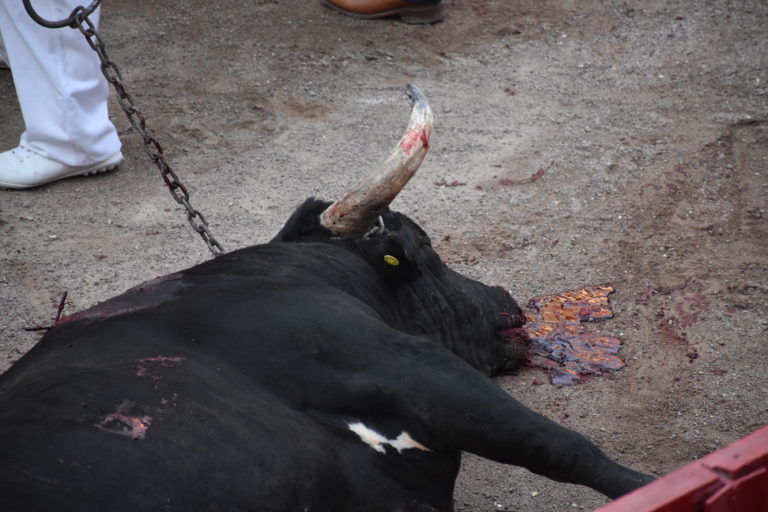 La destrucción de la vida/ Imágenes de Aguascalientes 