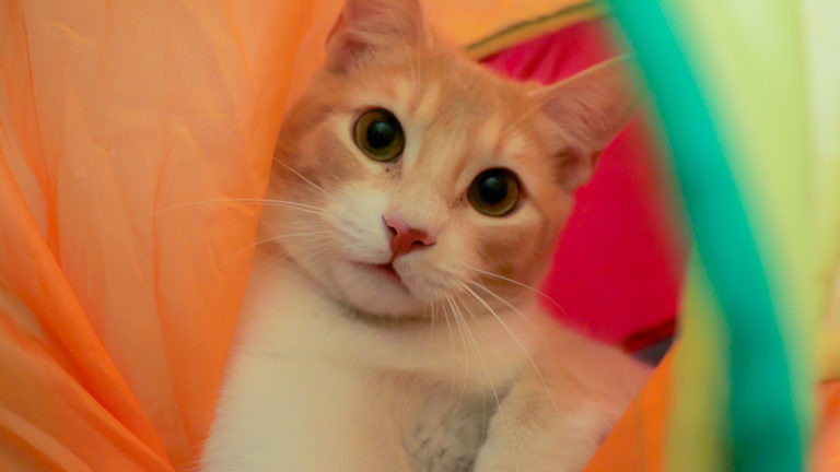 UAA convoca a las jornadas gratuitas de vacunación antirrábica para perros y gatos