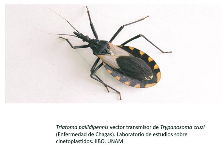 Faltan más campañas para enfrentar la enfermedad de Chagas en México