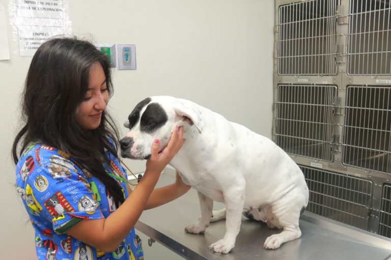 Hospital Veterinario de la UAA cerrará por periodo vacacional  