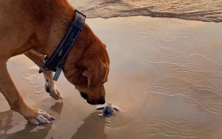 Solovino, el perro que protege a las tortugas 