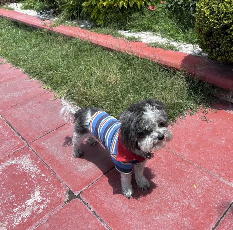 No solo de las mañaneras vive el hombre…/ Imágenes de Aguascalientes 