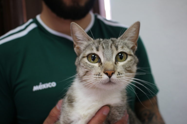 Invita gobierno del estado a la caravana de salud canina y felina en Pabellón de Arteaga