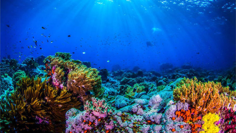 Peligran arrecifes por la ampliación del Puerto de Veracruz