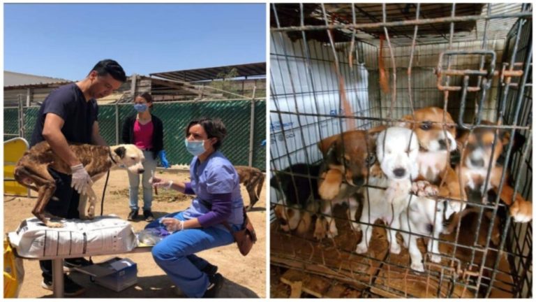 Clausuran albergue en Ensenada, tenía más de 300 perros enfermos y tres fosas con cadáveres 
