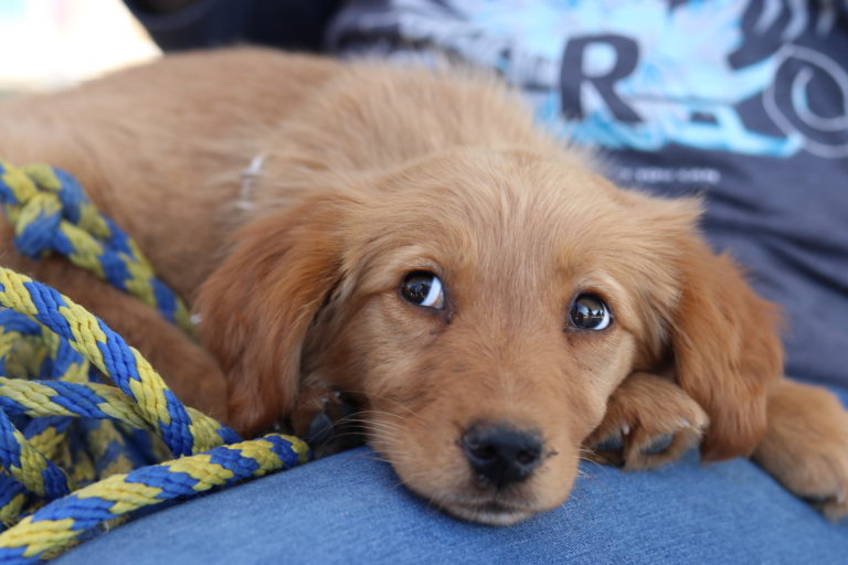 Llevará PROESPA a jornada de salud para perritos y gatos en San José de Gracia