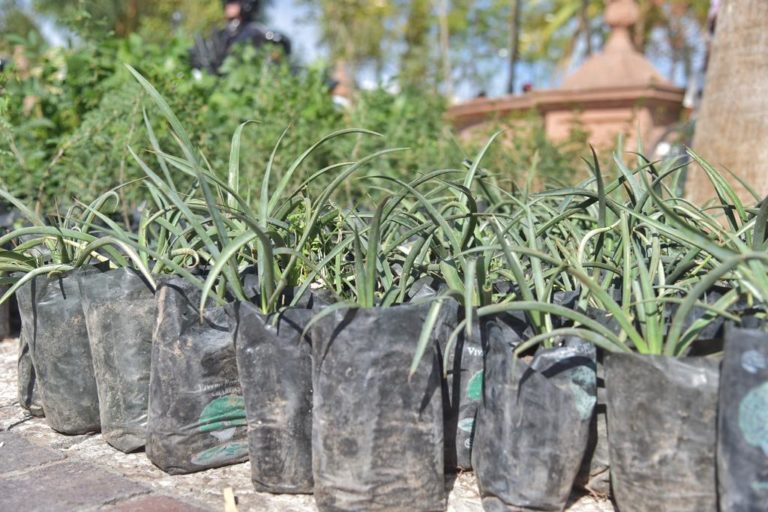 Más de 16 mil árboles para reforestar JM