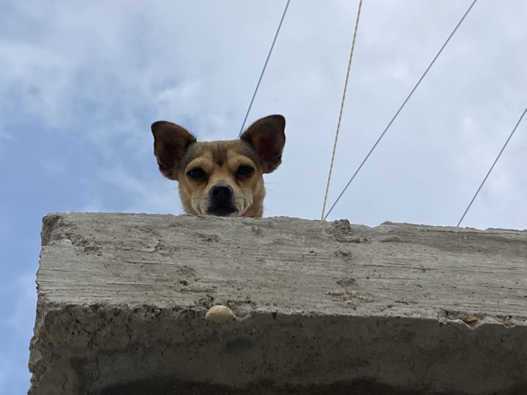 Solo el 34% de los perros y gatos de Aguascalientes han sido esterilizados, revela encuesta 