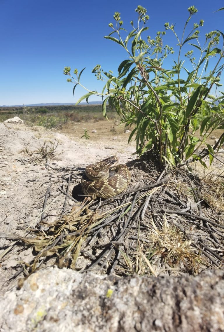 Investigador de la UAA encabeza estudio sobre víboras de cascabel