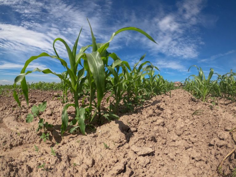 En riesgo la producción del campo en Aguascalientes