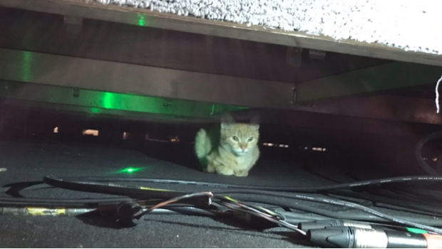 Zeus, uno de los gatos de Palacio Nacional, se cuela en la conferencia de AMLO