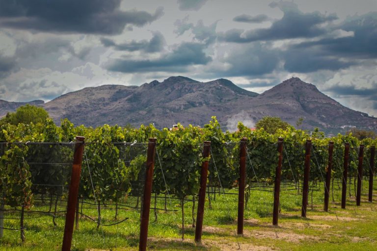 Conoce las diversas actividades del 29 y 30 de agosto de “Vive las Vendimias 2023” en Aguascalientes