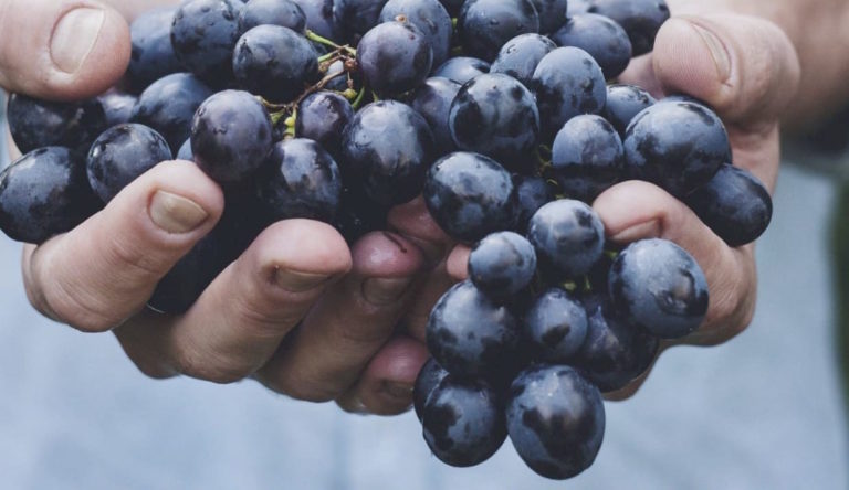 Programa General: Vive las Vendimias 2023 en Aguascalientes