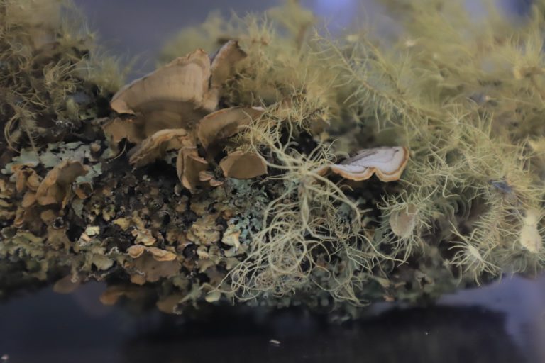 Herbario de la UAA es un referente de la biodiversidad herbaria de Aguascalientes 