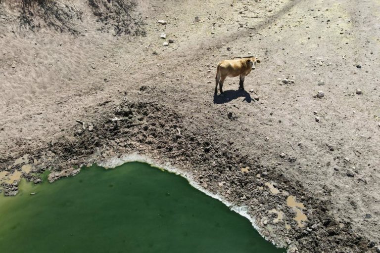 Rincón de Romos se declara en emergencia por sequía, 8 de cada 10 productores afectados 