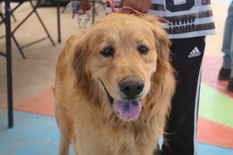 Caravana de la Salud Canina y Felina llega a Pabellón de Arteaga: fecha y lugar