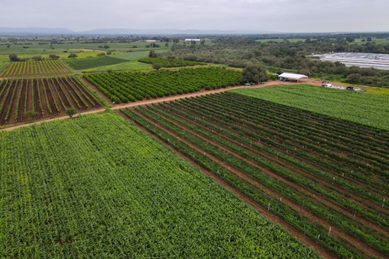 Anuncia Gobierno de Aguascalientes programa emergente para apoyar a productores con semilla de avena