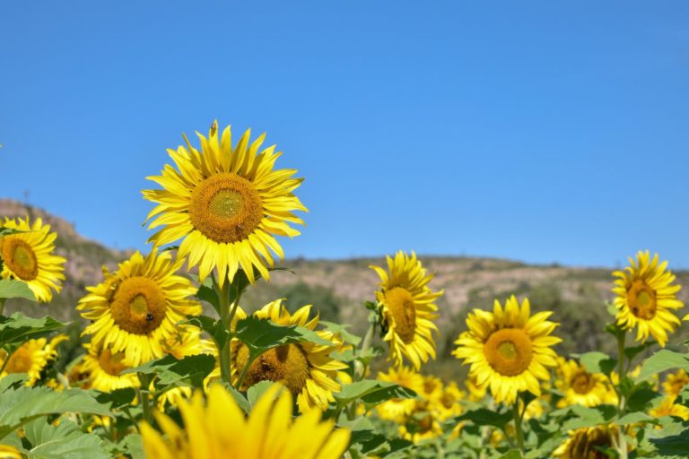 En Aguascalientes invitan a productores a acceder a apoyos para cultivos más rentables