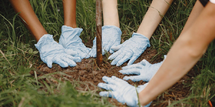 18 mil árboles se han plantado mediante el programa Árboles Fuertes, Huellas Gigantes