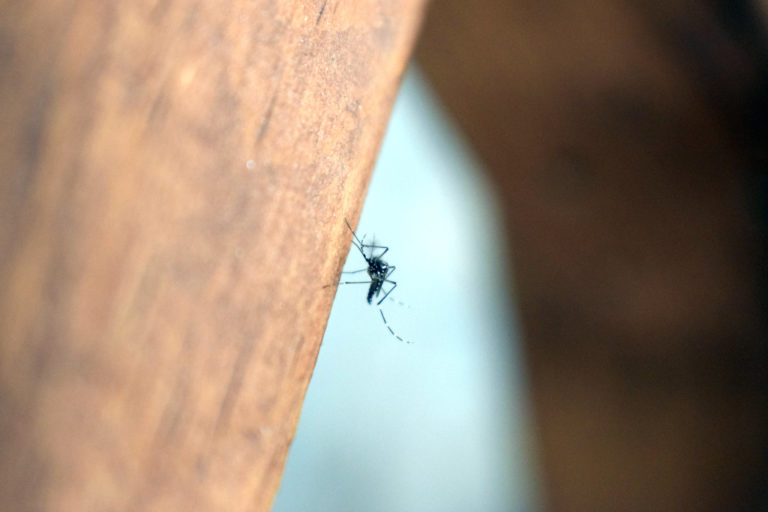 Se confirmó el fallecimiento de una menor de 12 años por dengue en Aguascalientes