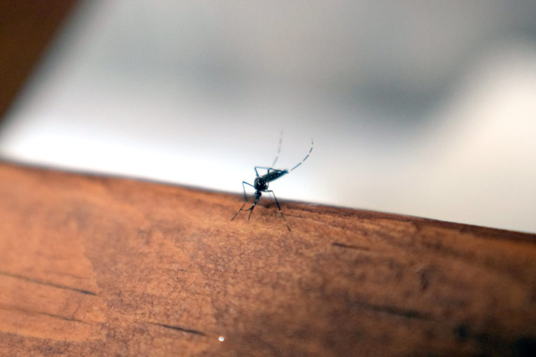 Ya hay alerta sanitaria por el dengue en Aguascalientes 