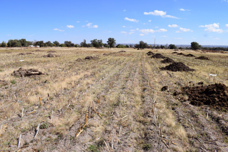 Bombardeo de nubes no cumplió con las expectativas para agricultores de Aguascalientes