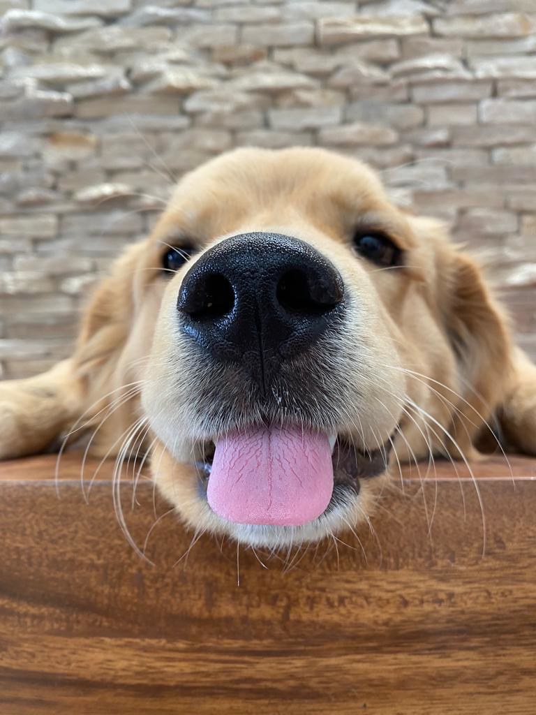 Aumentan los casos de violencia animal en Aguascalientes, cinco de éstos están judicializados