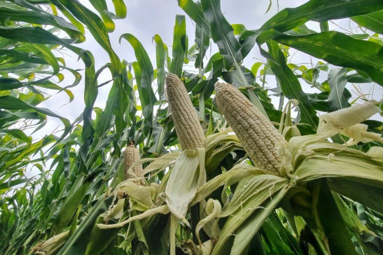 Sequía no impactará en el precio de la tortilla en Aguascalientes