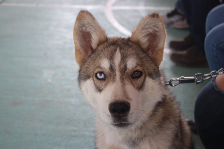 Familias de Aguascalientes temen dejar sus viviendas ante la falta de albergues para animales