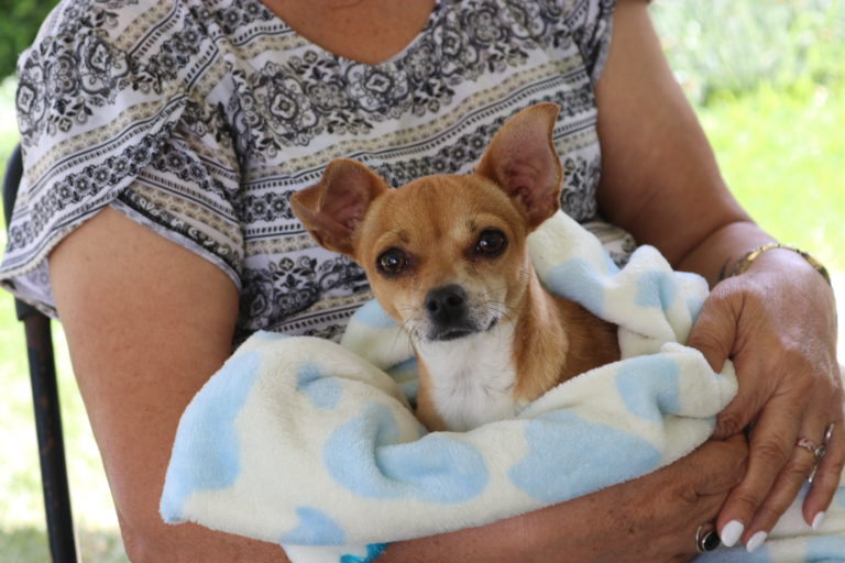 Reúnen a expertos en bienestar animal y prevención de desastres en Aguascalientes