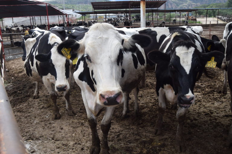 Productores lecheros de Aguascalientes enfrentan tiempos difíciles 