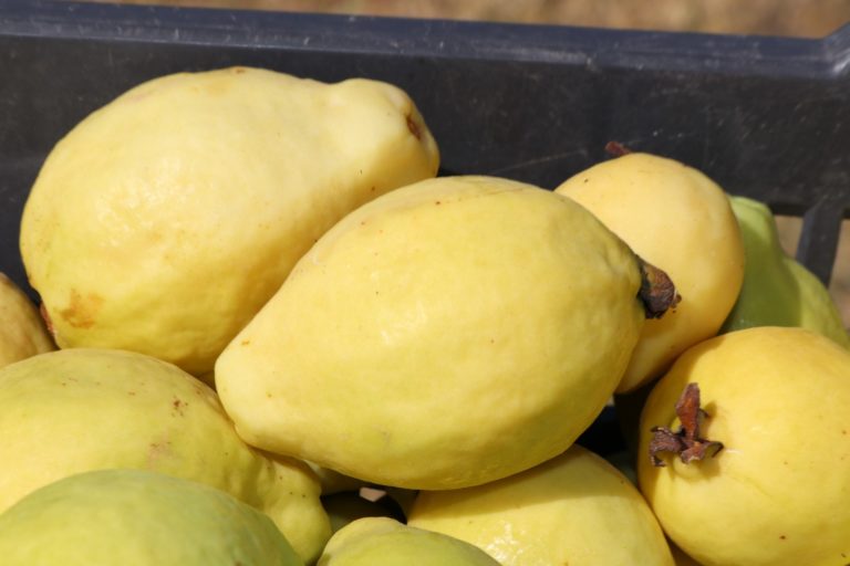 Se extingue la tradición de la Guayaba en Calvillo, Aguascalientes